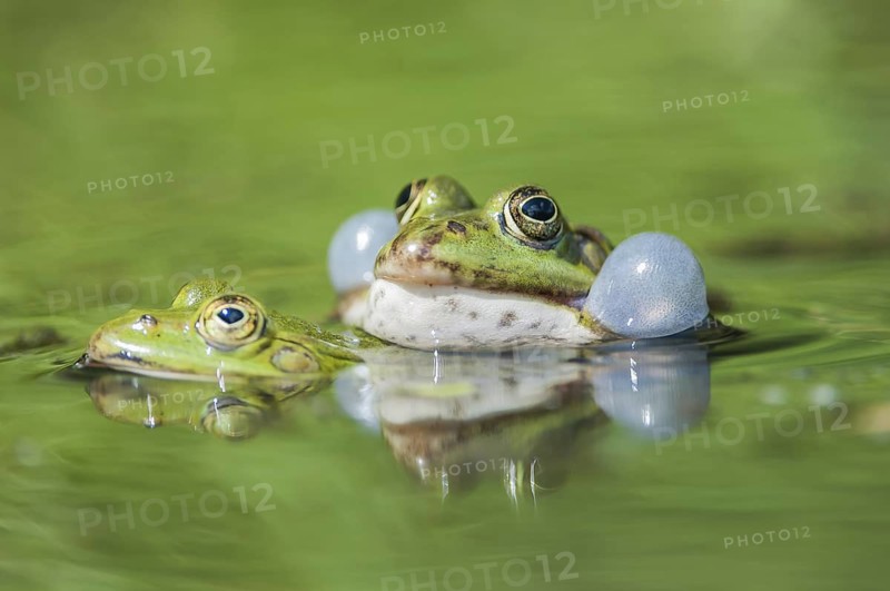 Seefroschmännchen rufend im Laichgewässer