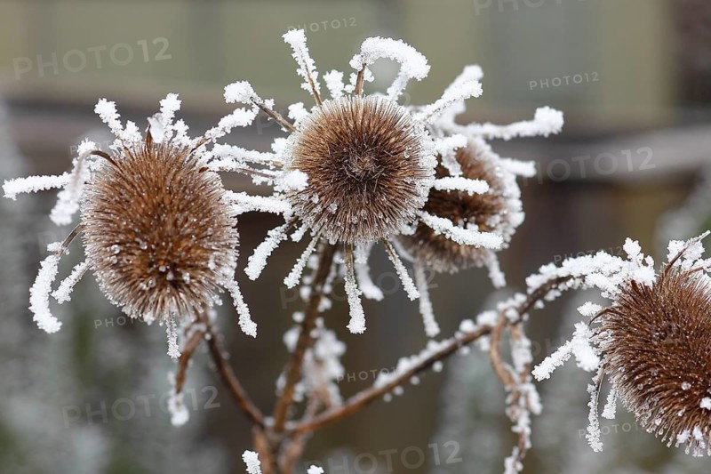 Wild teasel (Dipsacus fullonum), dried inflorescences with hoarfrost, North Rhine-Westphalia, Germany