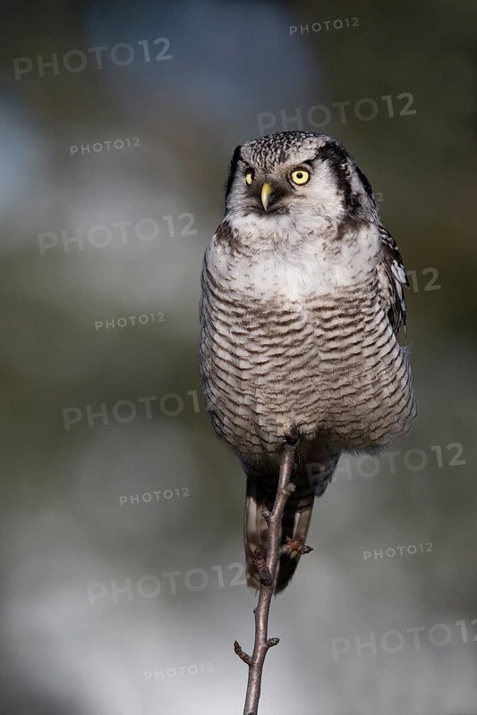 Northern Hawk-Owl (Surnia ulula), Saxony, Germany