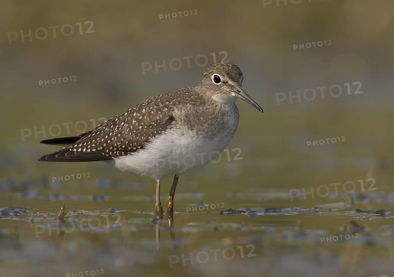 Solitary Sandpiper (Tringa solitaria), Ohio, USA