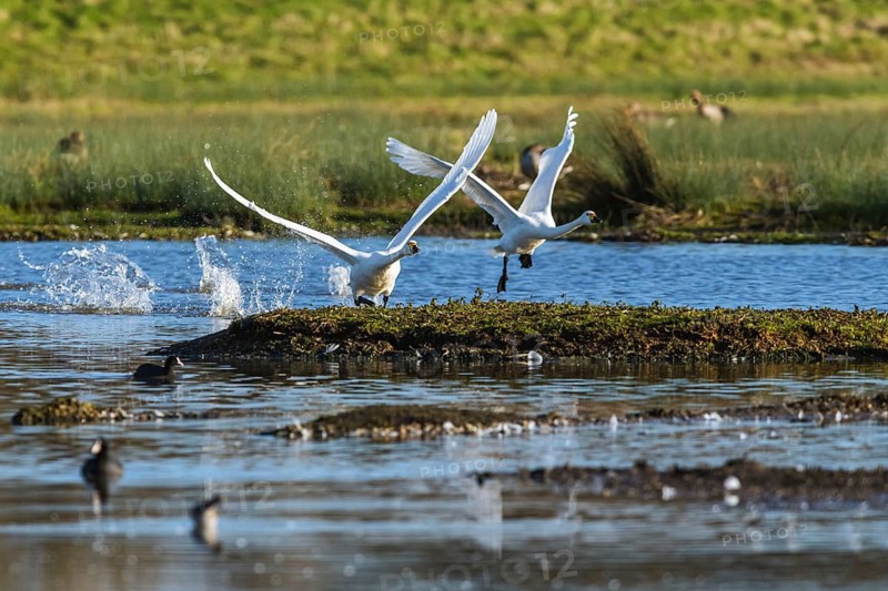 Tundra Swan, Bewick's Swan, Cygnus columbianus in flight at winter in Slimbridge, England, United Kingdom