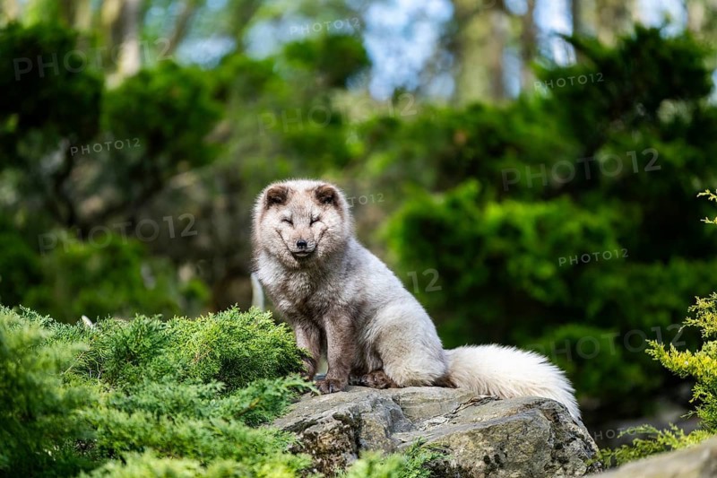 Arctic fox (Vulpes lagopus) sitting on a rock, Bavaria, Germany