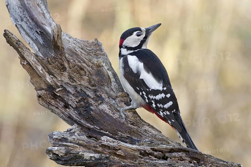Great Spotted Woodpecker (Dendrocopos major) male, Saxony-Anhalt, Germany
