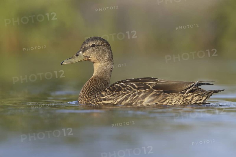 American Black Duck (Anas rubripes), Newfoundland, Canada