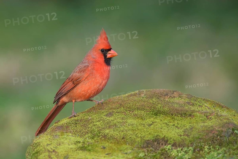 Northern Cardinal (Cardinalis cardinalis) male perched on a mossy rock, Texas, USA