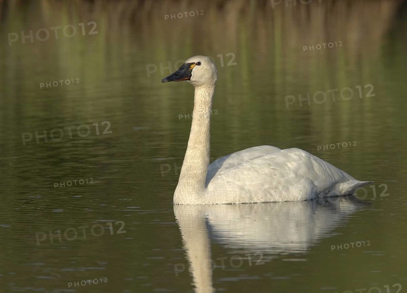 Tundra Swan (Cygnus columbianus), Alaska, USA