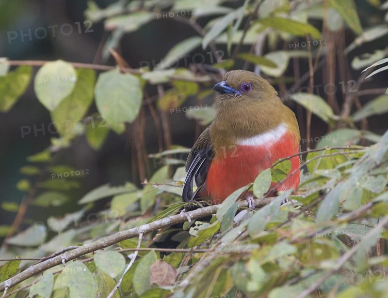 Red-headed Trogon (Harpactes erythrocephalus) female, Petchabun, Thailand