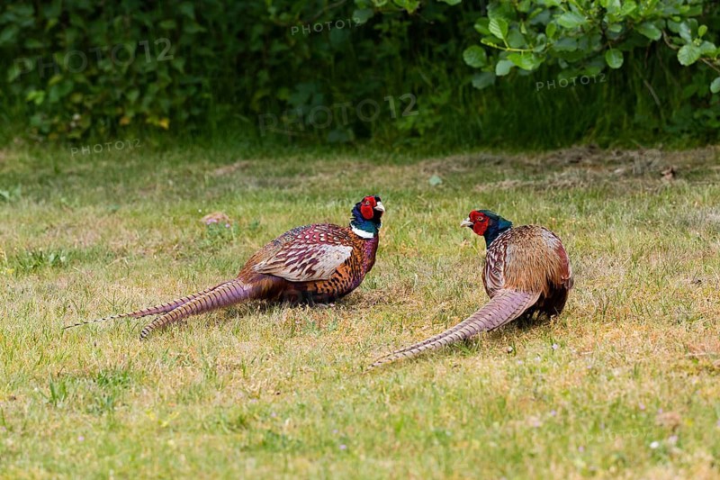 Common pheasant (Phasianus colchicus), Ring-necked pheasants two territorial cocks, males preparing to fight, during the breeding season, over territorial rights, Texel, Holland