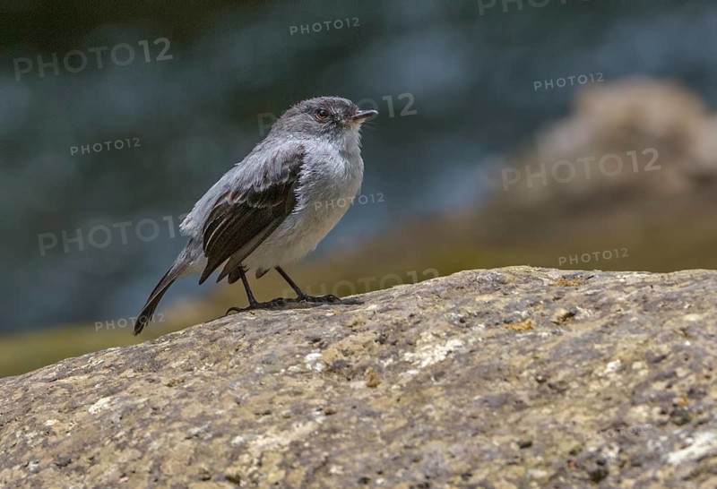 Torrent Tyrannulet (Serpophaga cinerea) along the Savegre River in San Gerrardo De Dota, Costa Rica