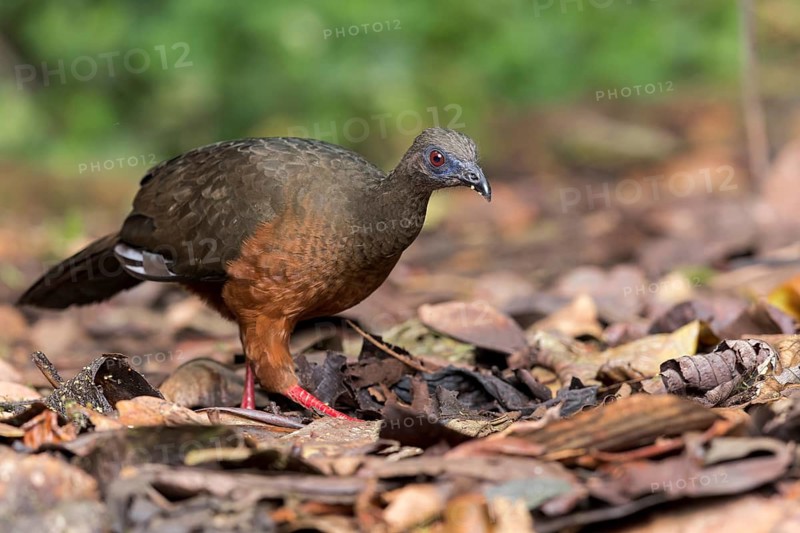 Sickle-winged Guan (Chamaepetes goudotii) feeding on the forest floor in Colombia, South America