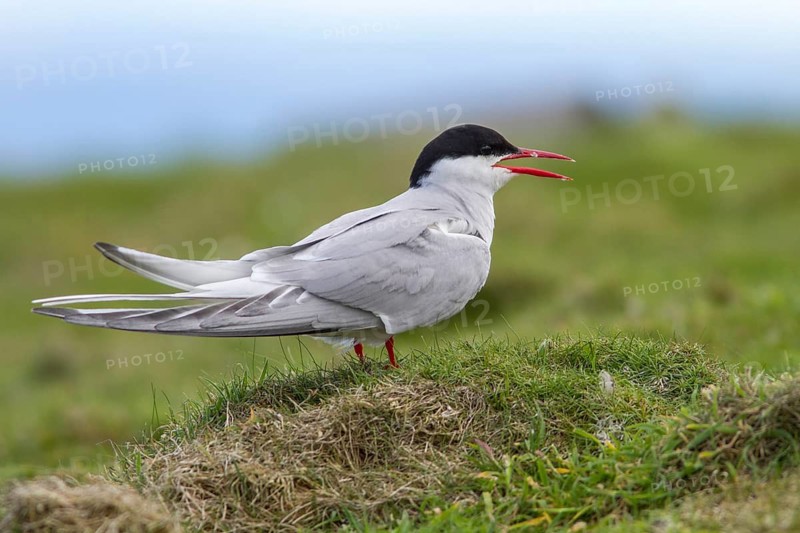 Arctic Tern (Sterna paradisaea), on floor, Isle of May, Scotland, United Kingdom
