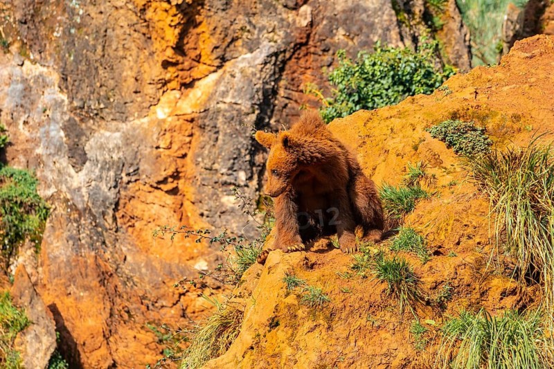 A bear cub is sitting on a rocky hillside. The bear is brown and he is looking around. The scene is peaceful and serene, with the bear being the main focus of the image