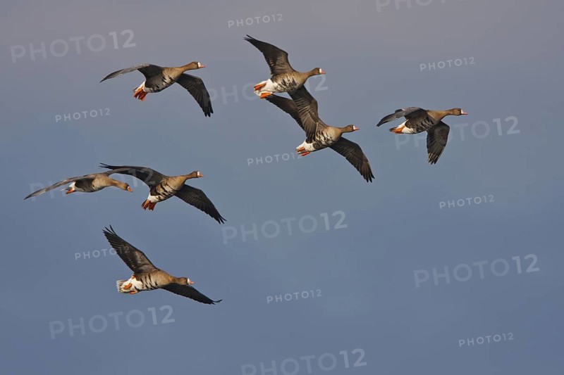 Greater White-fronted Goose (Anser albifrons) flying, North Rhine-Westphalia, Germany