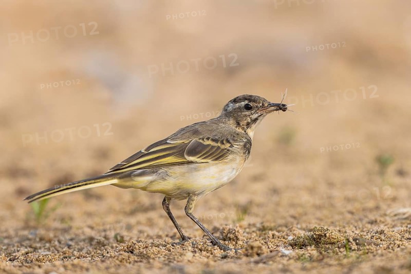 Western Yellow Wagtail (Motacilla flava) juvenile with an insect in its beak, North Rhine-Westphalia, Germany