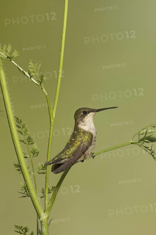 Ruby-throated Hummingbird (Archilochus colubris) juvenile, Ohio, USA