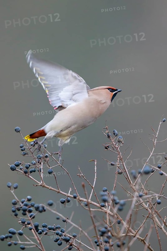Bohemian Waxwing (Bombycilla garrulus) taking flight, North Rhine-Westphalia, Germany