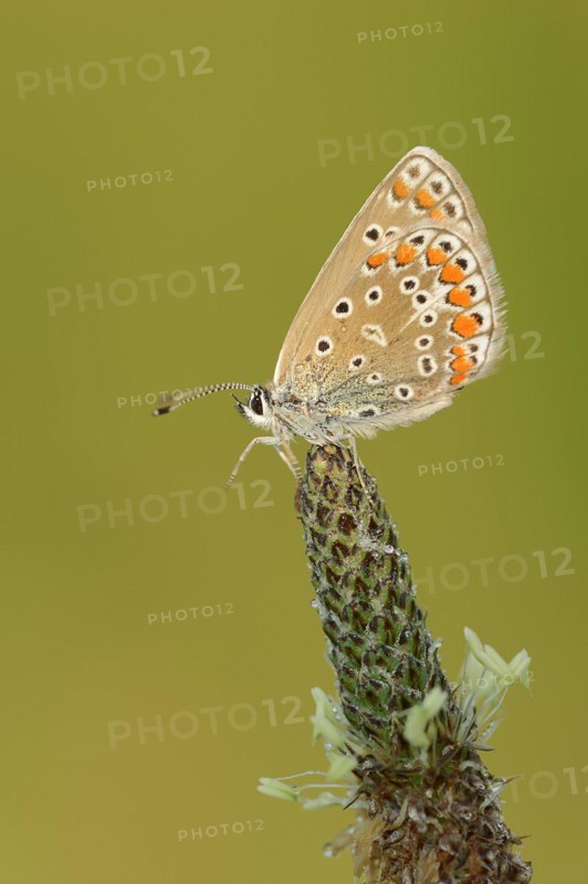 Common blue butterfly (Polyommatus icarus), female on ribwort plantain (Plantago lanceolata), Provence, southern France