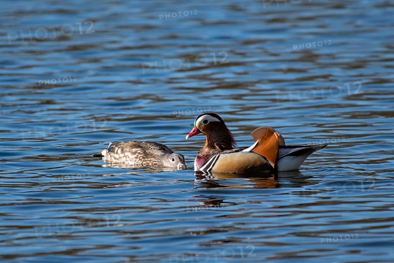 Mandarin duck (Aix galericulata), pair during mating season, in the water, shortly in front of copulation, Heiligenhaus, North Rhine-Westphalia, Germany