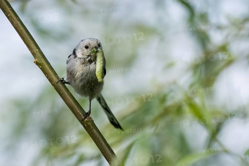 A long-tailed tit (Aegithalos caudatus) holding a green caterpillar in its beak sitting on a branch, Hesse, Germany