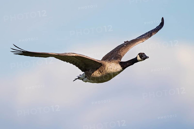 Canada Goose (Branta canadensis) flying, Baden-Wuerttemberg, Germany