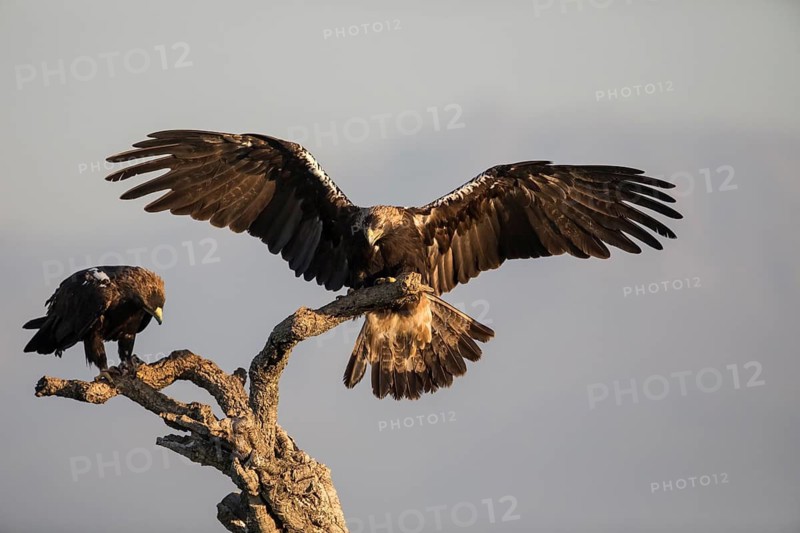 Iberian Eagle (Aquila adalberti), Spanish imperial eagle, Extremadura, Castilla La Mancha, Spain