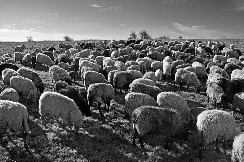 Sheep (Ovis gmelini aries) in the morning light on the pasture, black and white, Bentin, Mecklenburg-Vorpommern, Germany