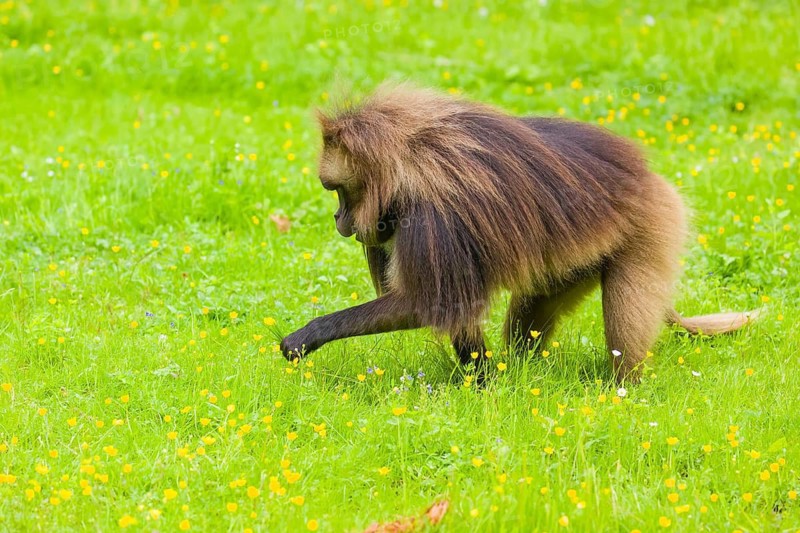 A male Gelada (Theropithecus gelada), or bleeding-heart monkey grazes on a green meadow