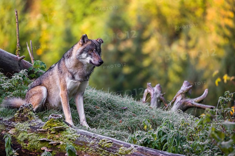 A Eurasian gray wolf (Canis lupus lupus) sits on a frosty morning on top of a hill, next to a rotting tree lying on the ground