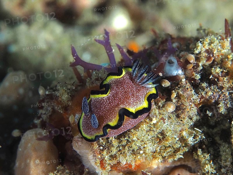Red-brown Glossodoris (Glossodoris sp)