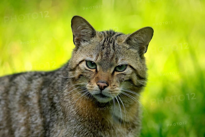 European wildcat (Felis silvestris), adult, alert, portrait, Germany