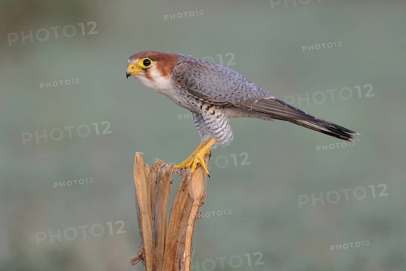 Red-necked Falcon (Falco chicquera), India