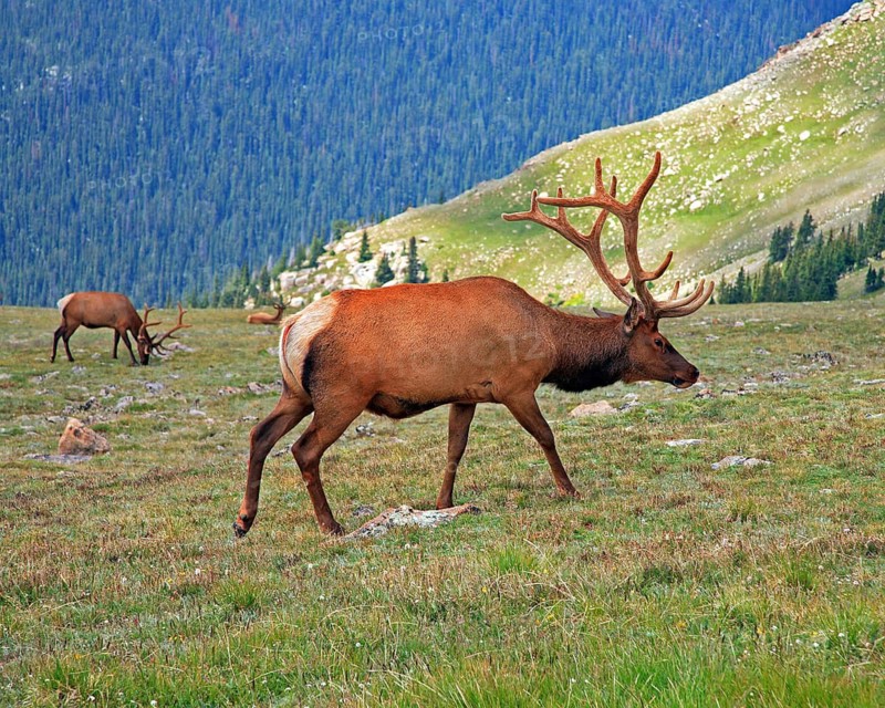 A foraging american elk (Cervus canadensis), Wyoming, Unitd States