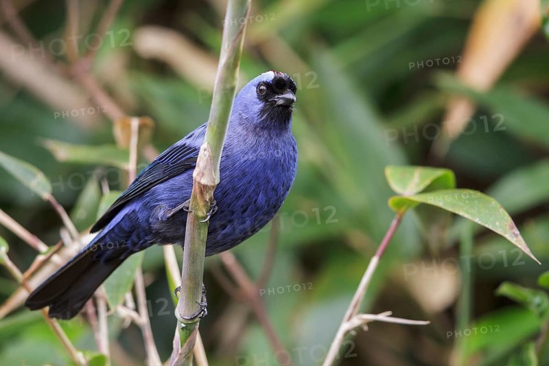 Diademed Tanager (Stephanophorus diadematus) perched on a branch in the Atlantic rainforest of southeast Brazil