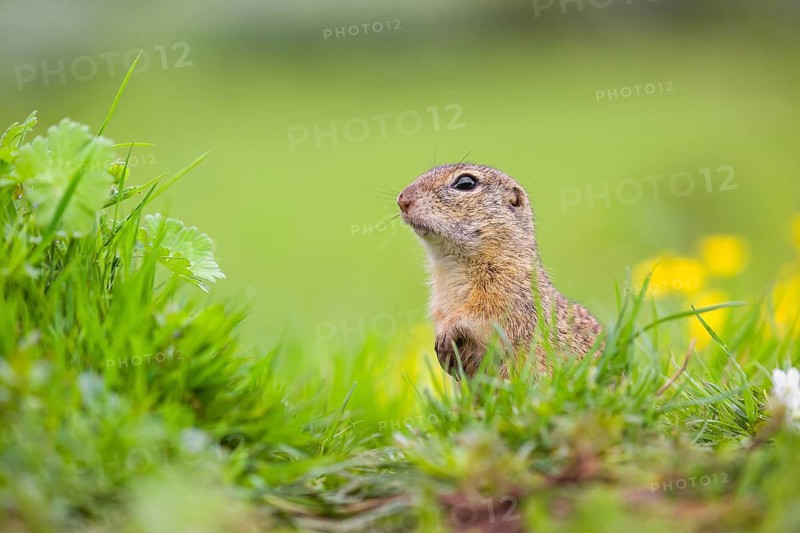 An adult European ground squirrel (Spermophilus citellus) or European souslik sits in green gras next to a flowering Ranunculus