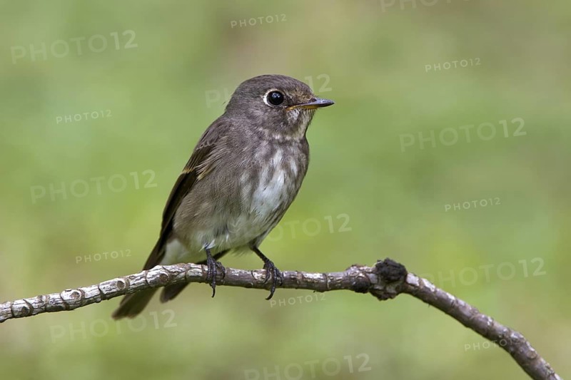 Dark-sided Flycatcher (Muscicapa sibirica), Singapore