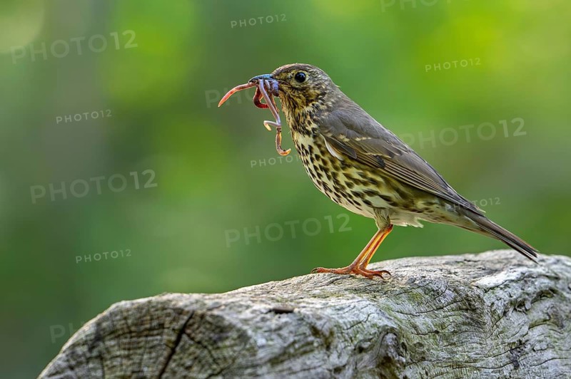Song thrush (Turdus philomelos) catching mouthful of earthworms, worms in beak to feed its young in spring