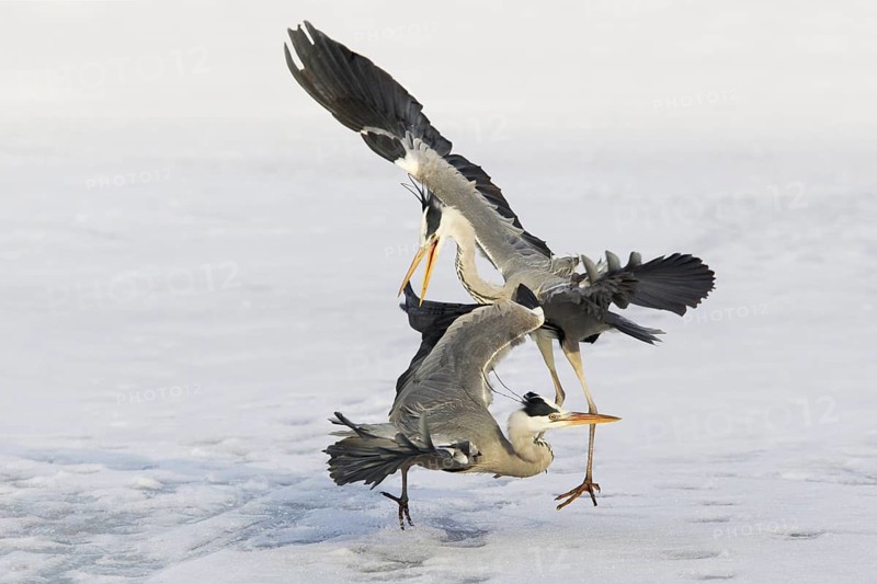Grey Heron (Ardea cinerea) flying, Germany
