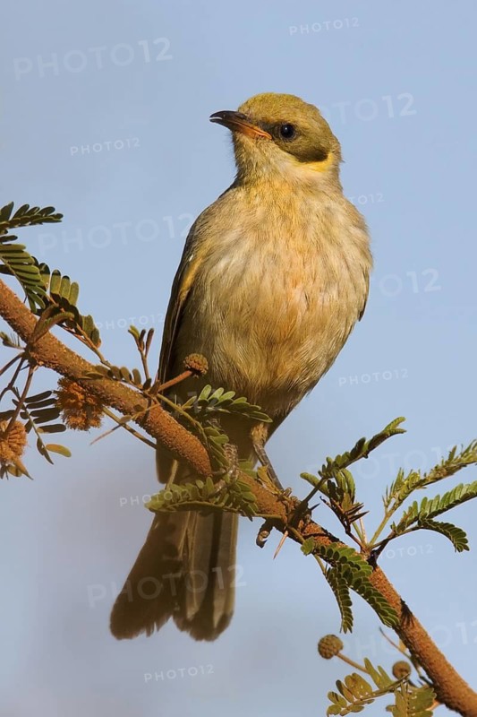 Grey-fronted Honeyeater (Ptilotula plumula), Kimberley, Western Australia, Australia