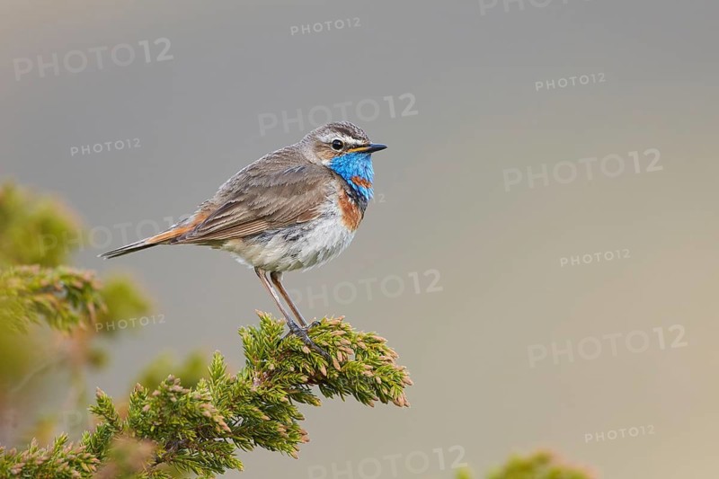 Bluethroat (Luscinia svecica svecica) male, Dovrefjell, Norway