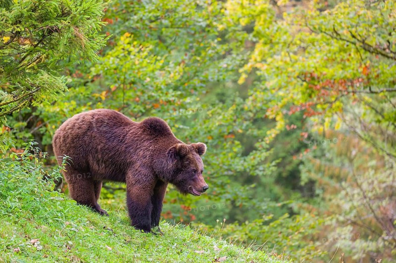 A young male Eurasian brown bear (Ursus arctos arctos) stands on a meadow between bushes