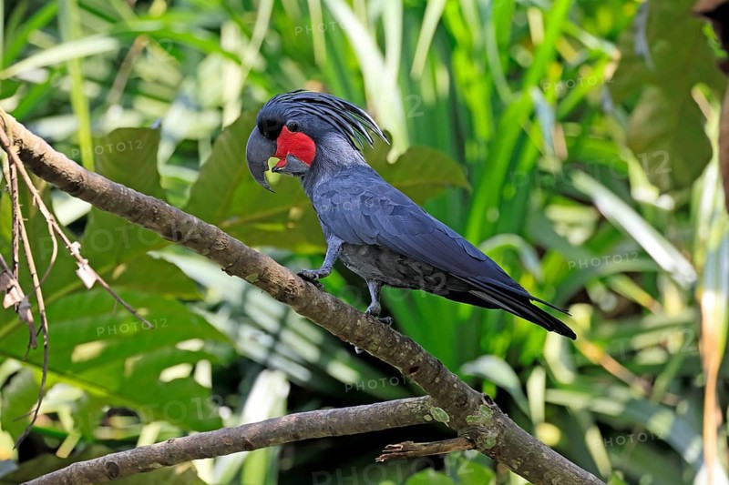 Palm Cockatoo (Probosciger aterrimus), Arabian Cockatoo, adult, on tree, perch, calling, Australia