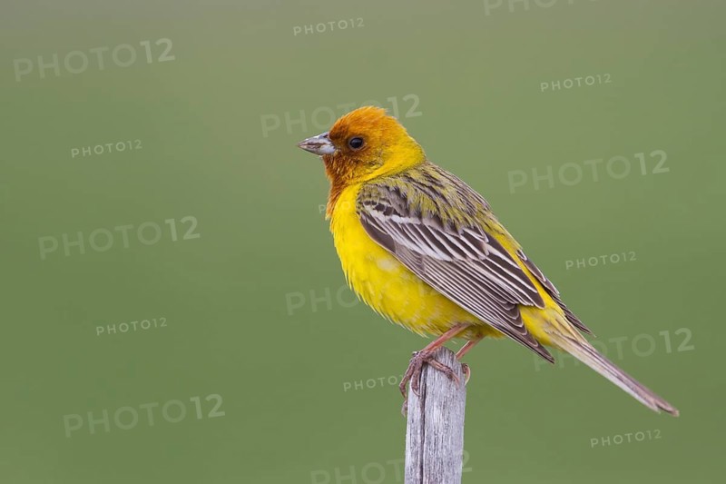Red-headed Bunting - Braunkopfammer - Emberiza bruniceps, Kazakhstan, adult male
