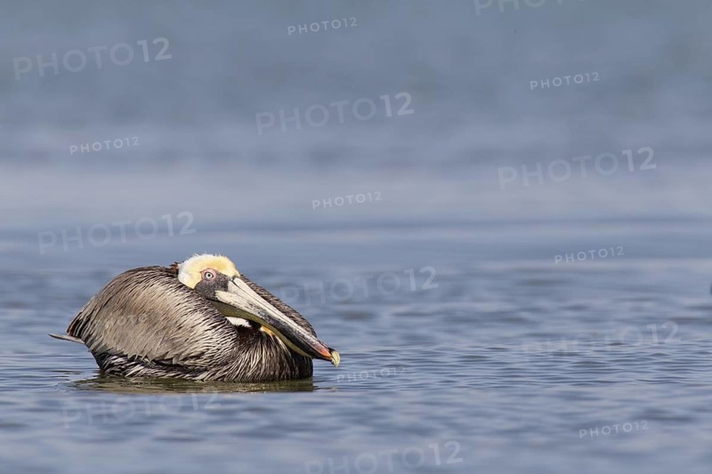 Brown Pelican (Pelecanus occidentalis), Florida, USA