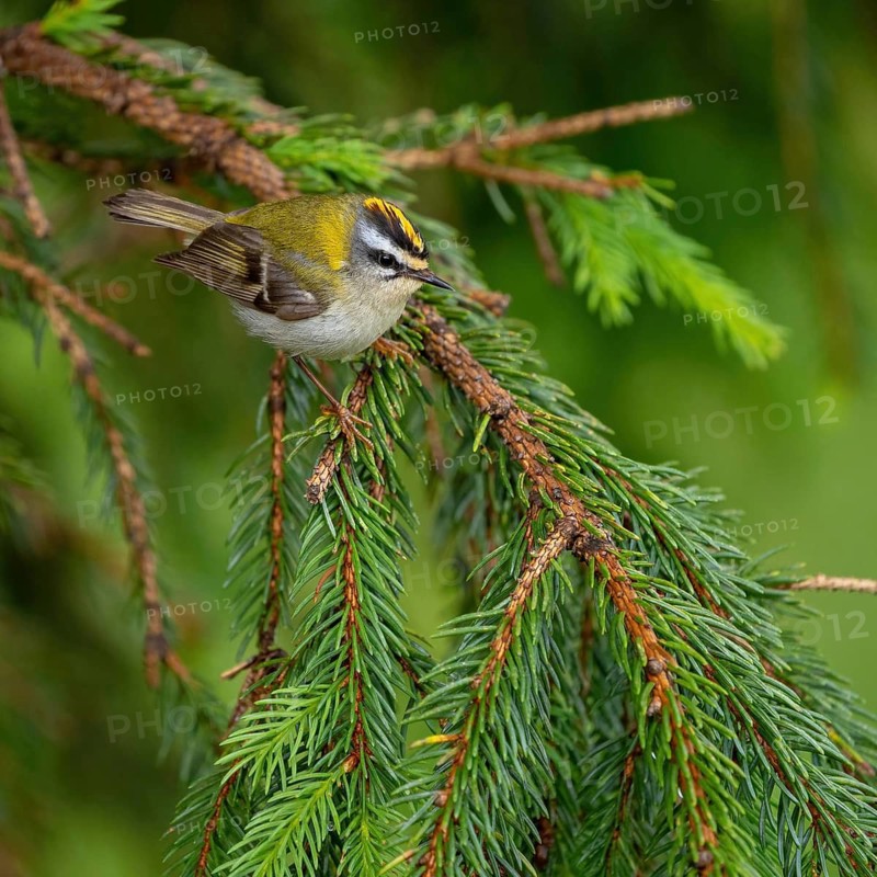 Goldcrest, Regulus ignicapillus, Luce, Mountain area, Luce, Styria, Slovenia