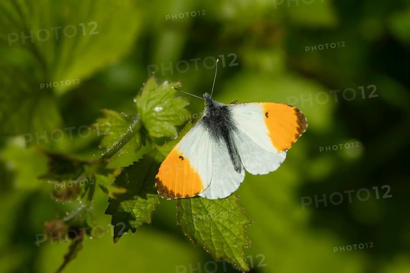 Orange tip butterfly (Anthocharis cardamines) adult male insect resting on a garden plant in spring, England, United Kingdom