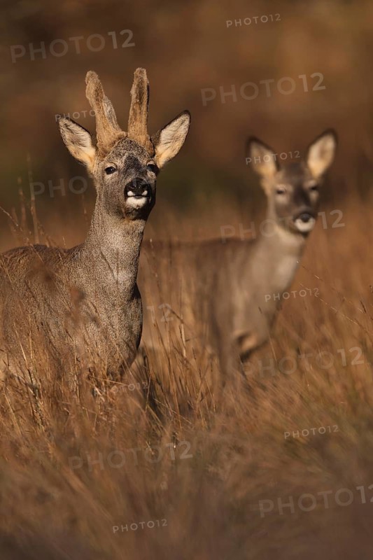A pair of roe deer standing amidst tall grasses in a sunlit field, showcasing their natural grace and beauty. The soft focus background enhances their presence