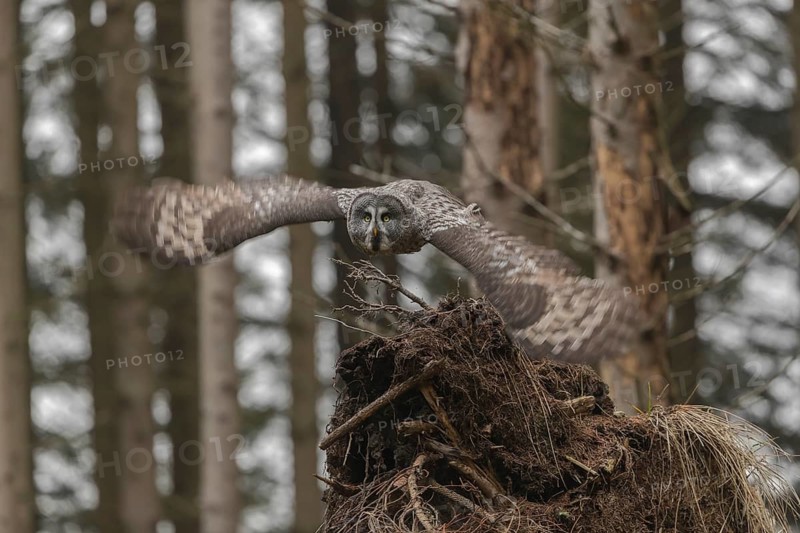 One great grey owl (Strix nebulosa) flying through a spruce forest
