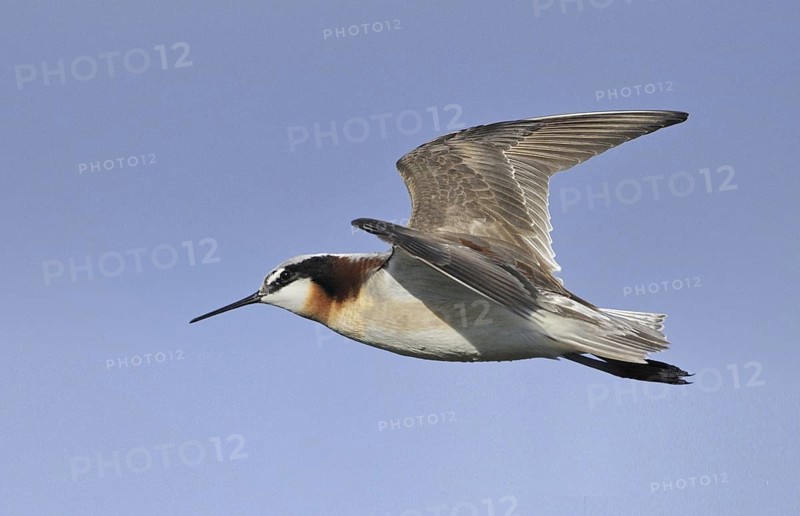 Wilson's Phalarope (Phalaropus tricolor), Alberta, Canada