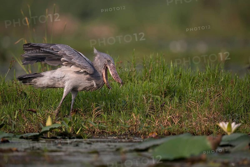 Shoebill (Balaeniceps rex) foraging, Lake Albert, Uganda