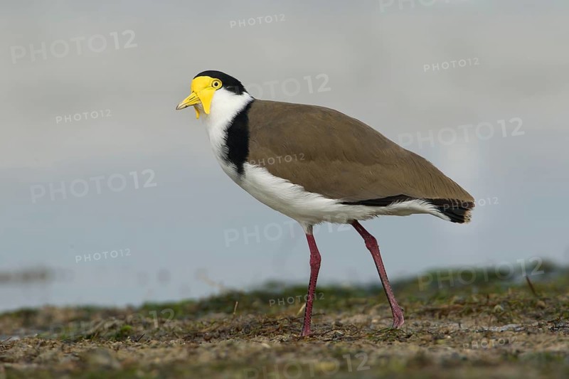 Masked Lapwing (Vanellus miles), Victoria, Australia
